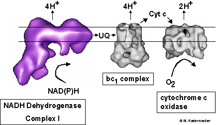 Complex I respiratory chain