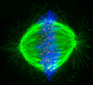 Metaphase Stumpff