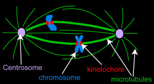 Mitotic_spindle_schematic