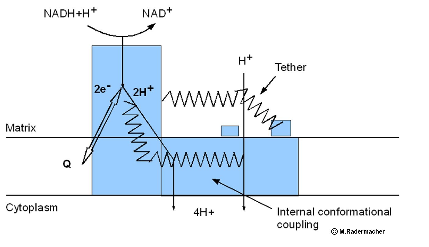 P Module Complex I Complex I | Radermacher Laboratory